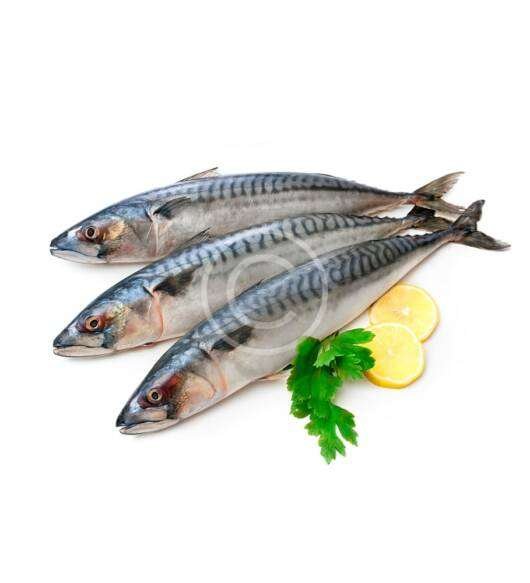 Sea Bass