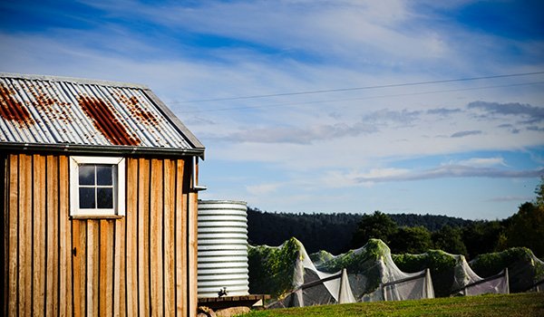 About Tolpuddle Vineyard