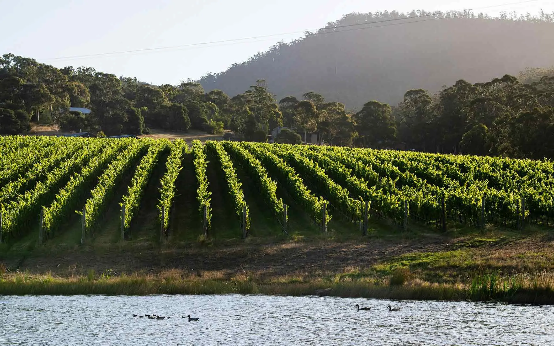 Tolpuddle Vineyard in Tasmania