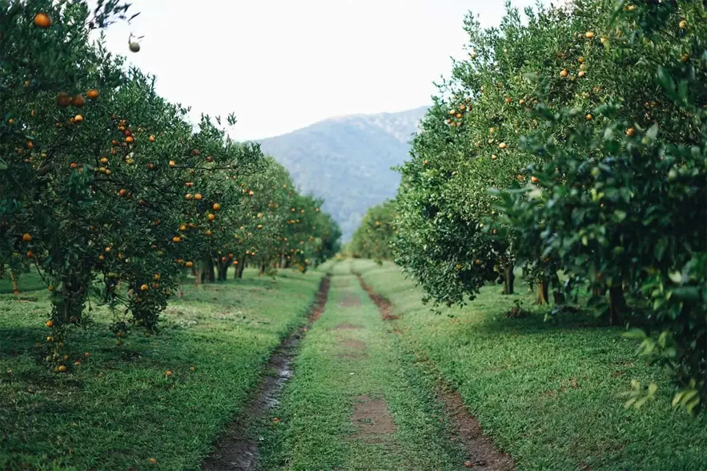 Orange-Wineries