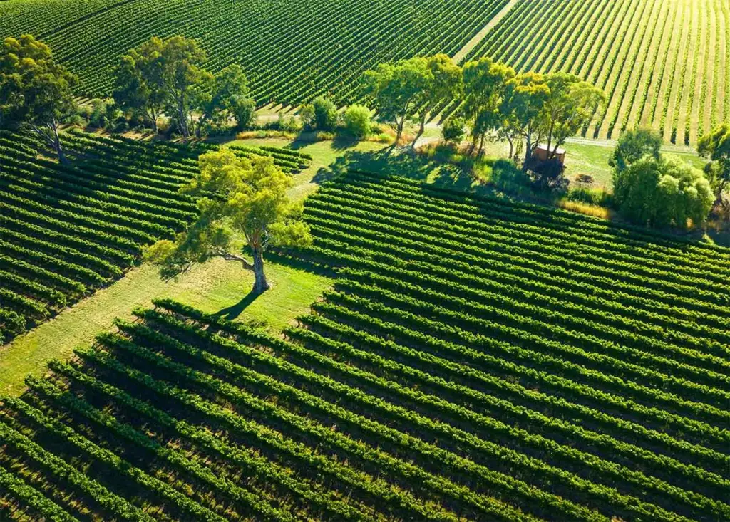 South-Burnett-Wineries