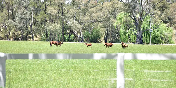 mudgee-hub